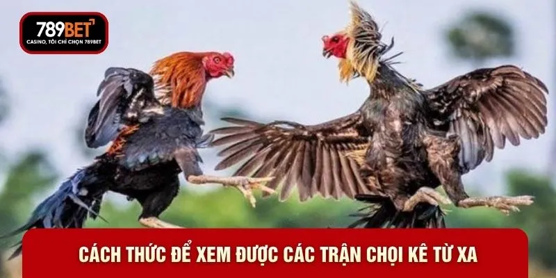 Đá Gà Thomo 789BET - Đấu Trường Cho Tín Đồ Đam Mê Kê Chiến - WARON