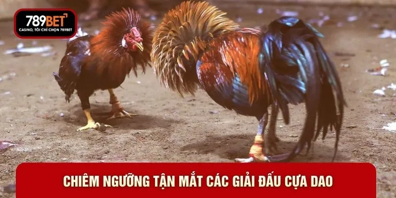 Đá Gà Thomo 789BET - Đấu Trường Cho Tín Đồ Đam Mê Kê Chiến - WARON
