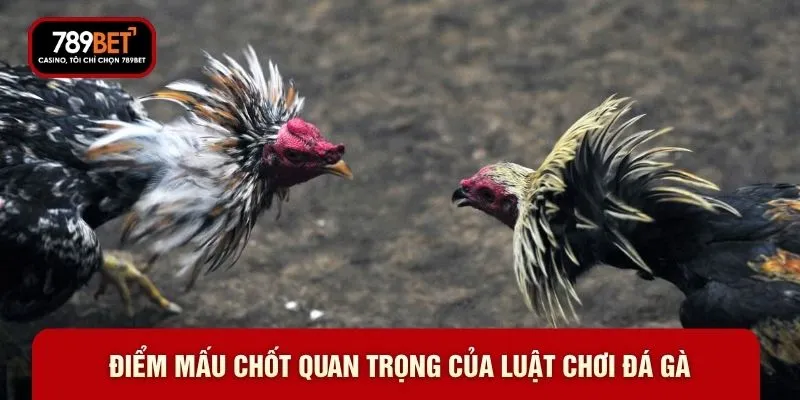 Luật Chơi Đá Gà 789BET - Cách Thức Phân Định Thắng Thua - WARON