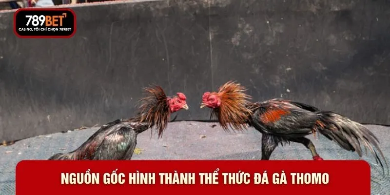 Đá Gà Thomo 789BET - Đấu Trường Cho Tín Đồ Đam Mê Kê Chiến - WARON
