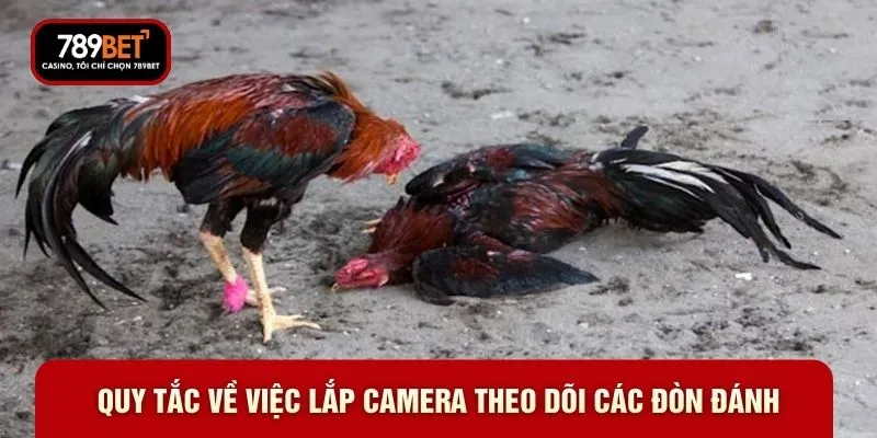 Luật Chơi Đá Gà 789BET - Cách Thức Phân Định Thắng Thua - WARON